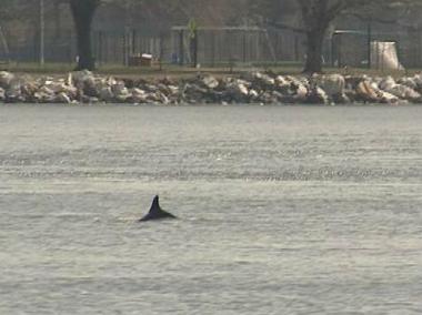 Dolphin Spotted In East River